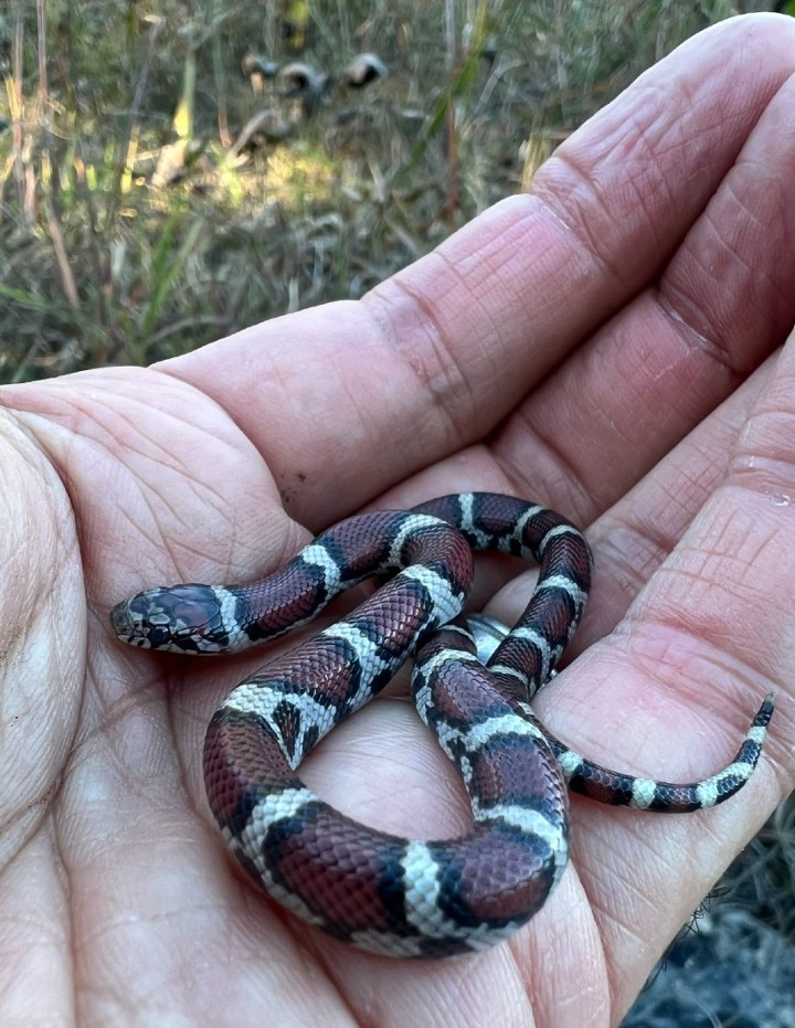 Red Milk Snake